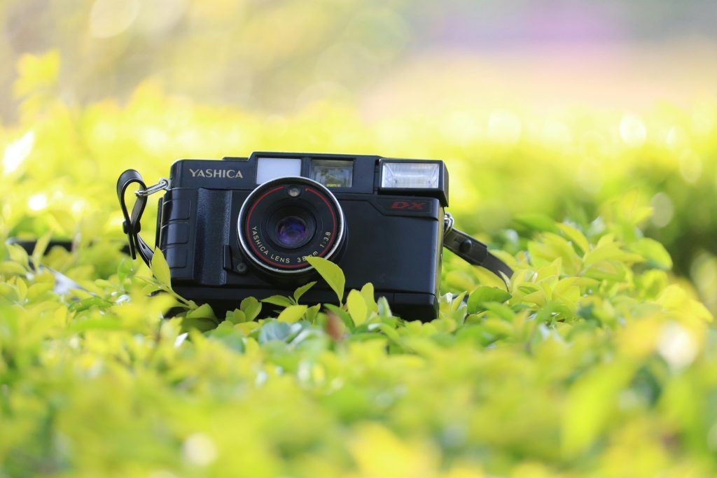 Cámara de fotos compacta sobre un arbusto